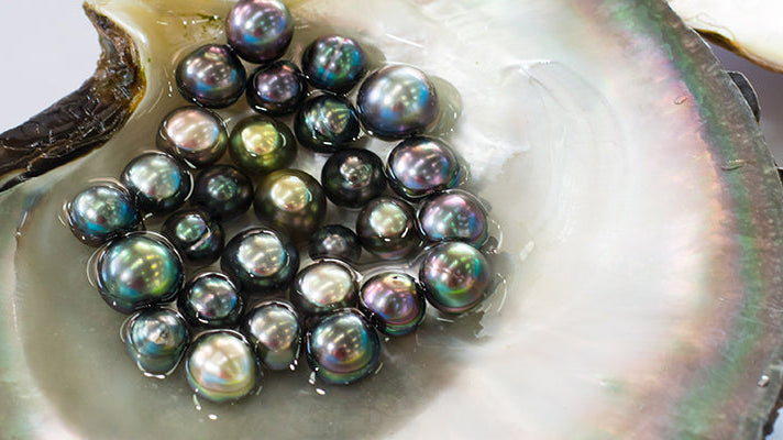 A Beautiful Journey: How Black Pearls Are Formed